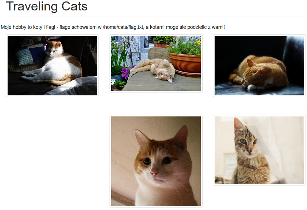 Screen strony 'trawersujące koty'